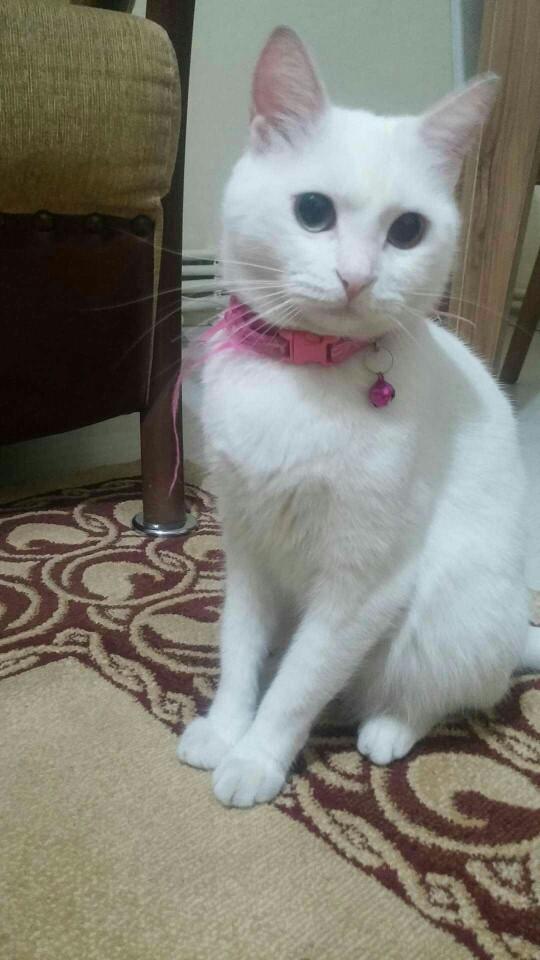 Bu kedi bana küsmüş gönlünü nasıl alırım?