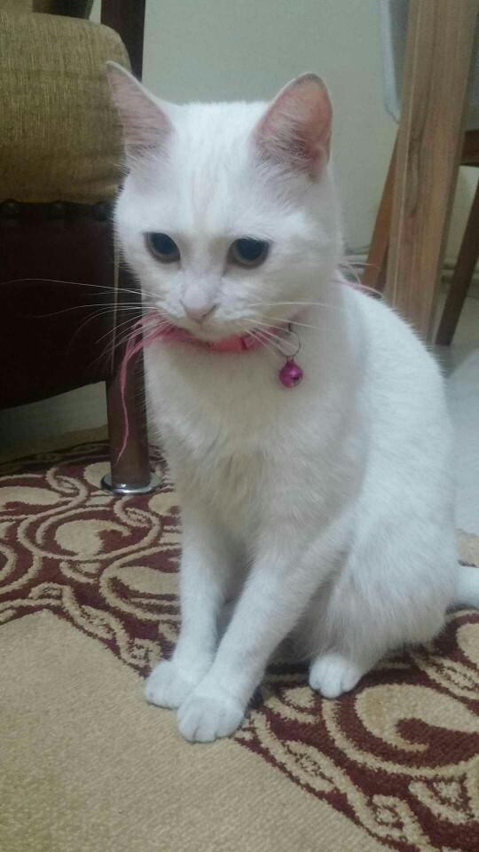 Bu kedi bana küsmüş gönlünü nasıl alırım?