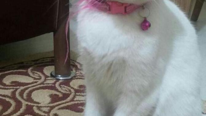 Bu kedi bana küsmüş gönlünü nasıl alırım?