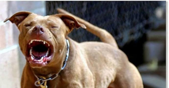 Pitbull ve Dağ vaşağı karşılaşsa kim gömer?