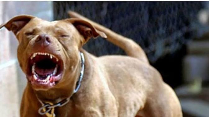 Pitbull ve Dağ vaşağı karşılaşsa kim gömer?