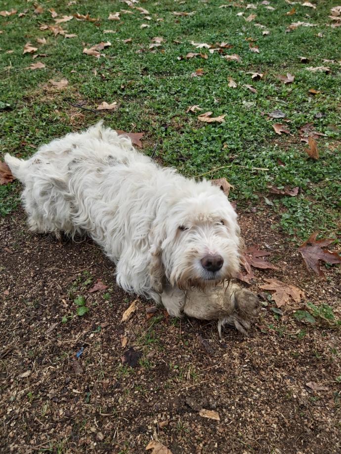 Sizce köpeğim nasıl tatlı mı?