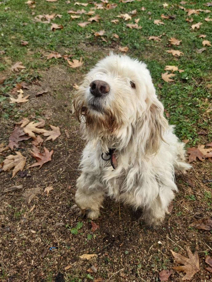 Sizce köpeğim nasıl tatlı mı?