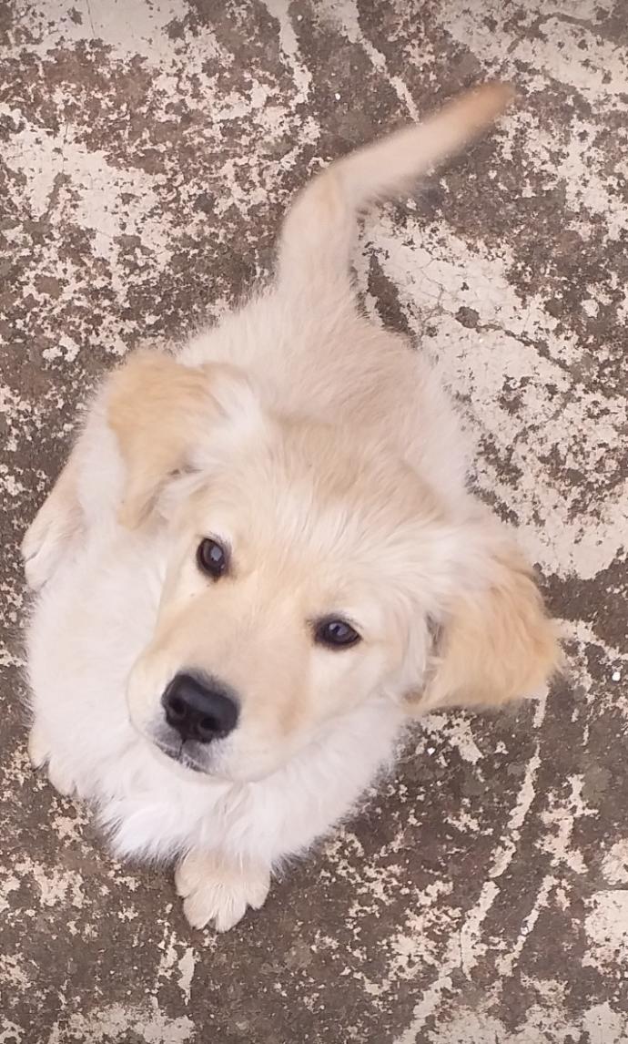 Sizce köpeğim nasıl tatlı mı?