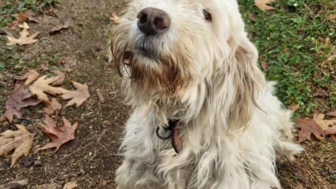 Sizce köpeğim nasıl tatlı mı?