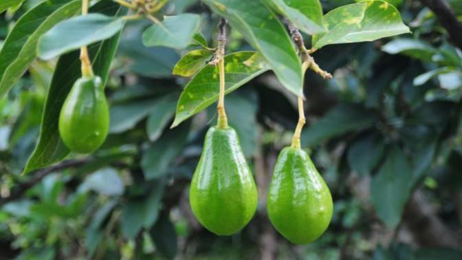 Avokado yaprağı deneyen var mı, avokado yaprağı nasıl kullanılır?