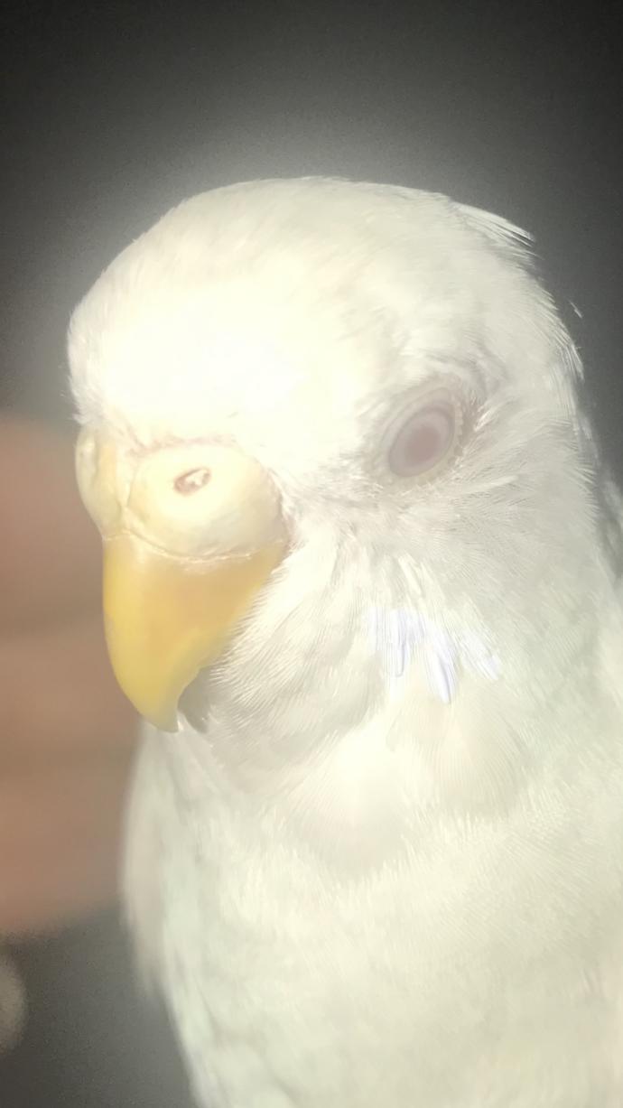 Muhabbet kuşum albino cinsiyeti sizce nedir?