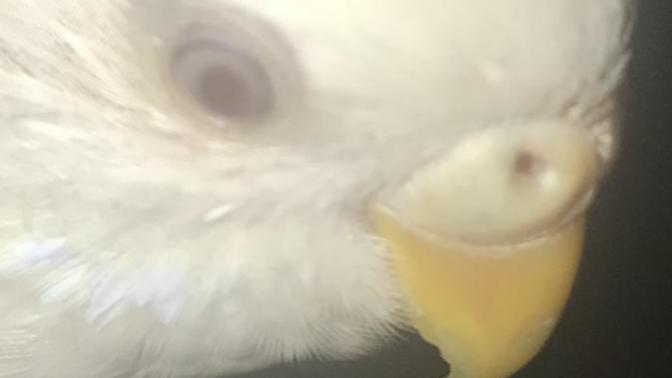Muhabbet kuşum albino cinsiyeti sizce nedir?