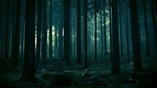 Hiç ormanda kayboldunuz mu?