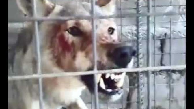 Kangal bu kurtu boğabilirmi?