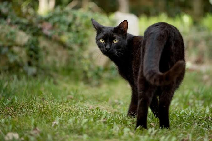 Rüyada yavru kedi görmek ne demek?