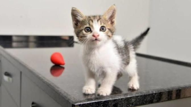 Rüyada yavru kedi görmek ne demek?