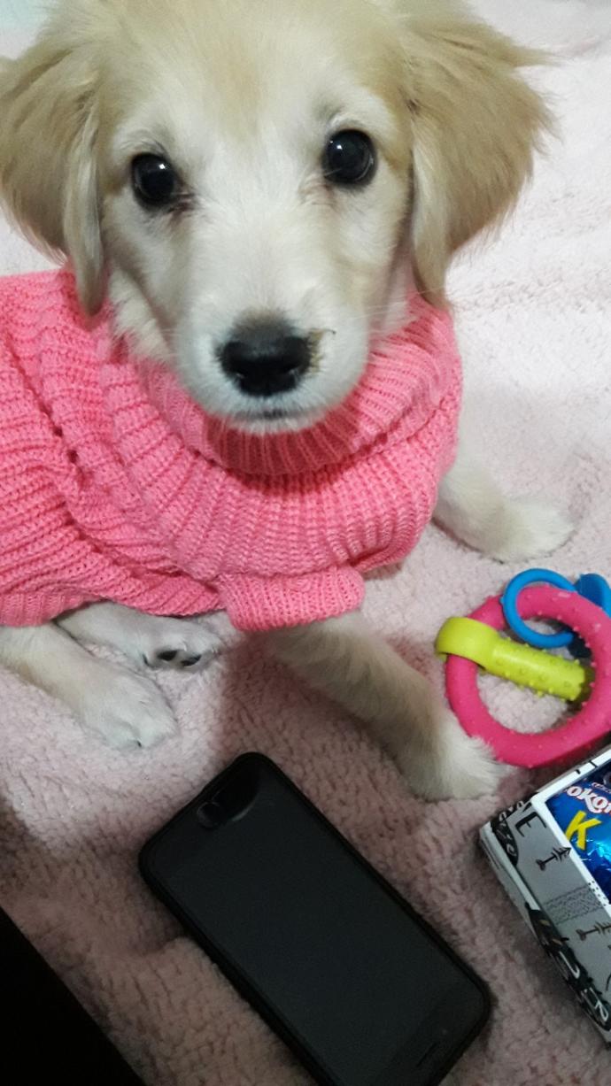 Cici kopegimiz 2 aylıkken😂❤