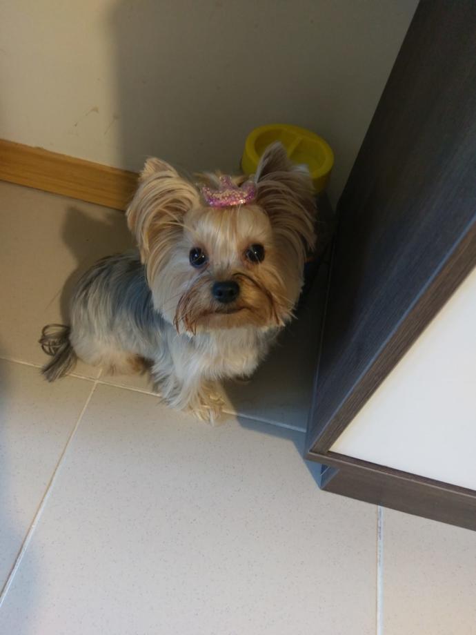 Köpeğim Doymak Nedir Bilmiyor. Sebebi ne olabilir?