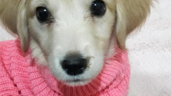 Köpeğim Doymak Nedir Bilmiyor. Sebebi ne olabilir?