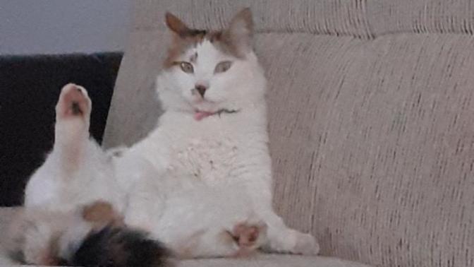 Kediler mi köpekler mi?