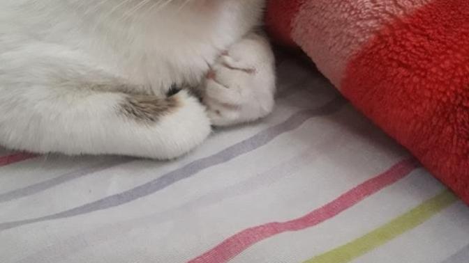 Kedimin patisi şişmiş?