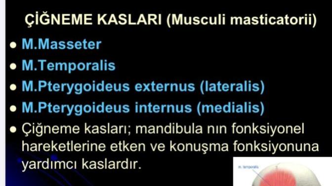 Sağlıkçı olan, anatomi dersi iyi olan, anatomiden anlayan var mı?