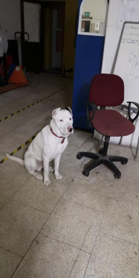 Dogo arjantin mi güçlüdür Pitbull mu?