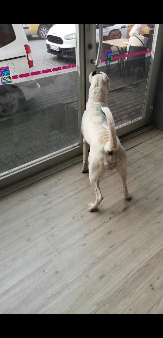 Dogo arjantin mi güçlüdür Pitbull mu?