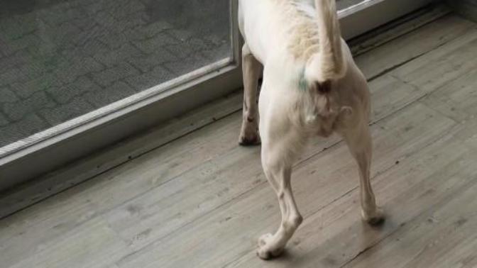 Dogo arjantin mi güçlüdür Pitbull mu?
