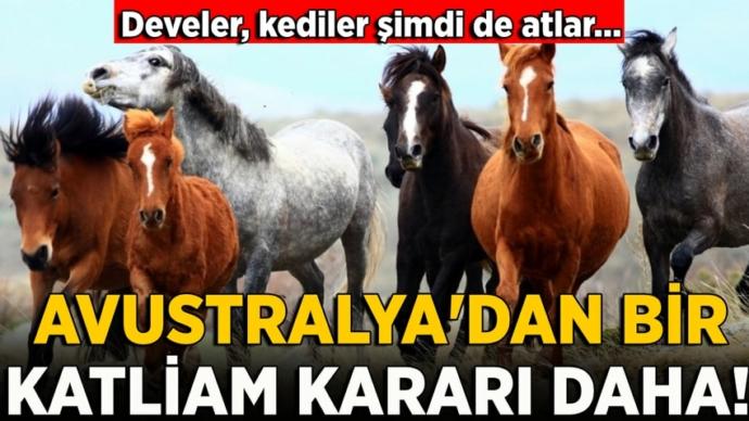 Avustralyada yüzlerce golf sahasını sulamaya su var, binlerce havuzu doldurmaya su var da develerin ve atların içmesi için yok mu?