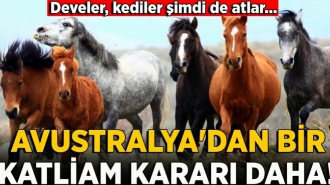 Avustralya'da yüzlerce golf sahasını sulamaya su var, binlerce havuzu doldurmaya su var da develerin ve atların içmesi için yok mu?
