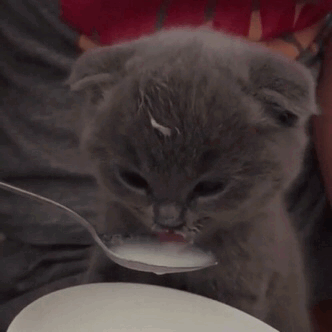 Size bir gif atayım mı?