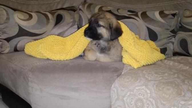 Kangal yavrusu evde beslenirmi?