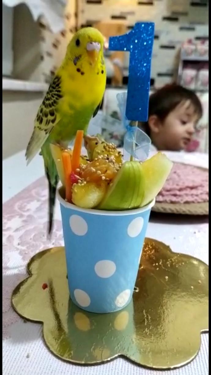 Kuzenim kuşuna doğum günü partisi hazırlamış nasıl yakışmış mı 😀?