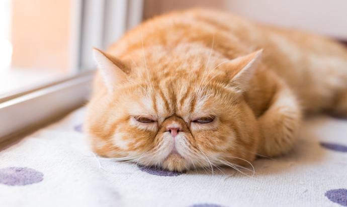 garfield cinsi kedi