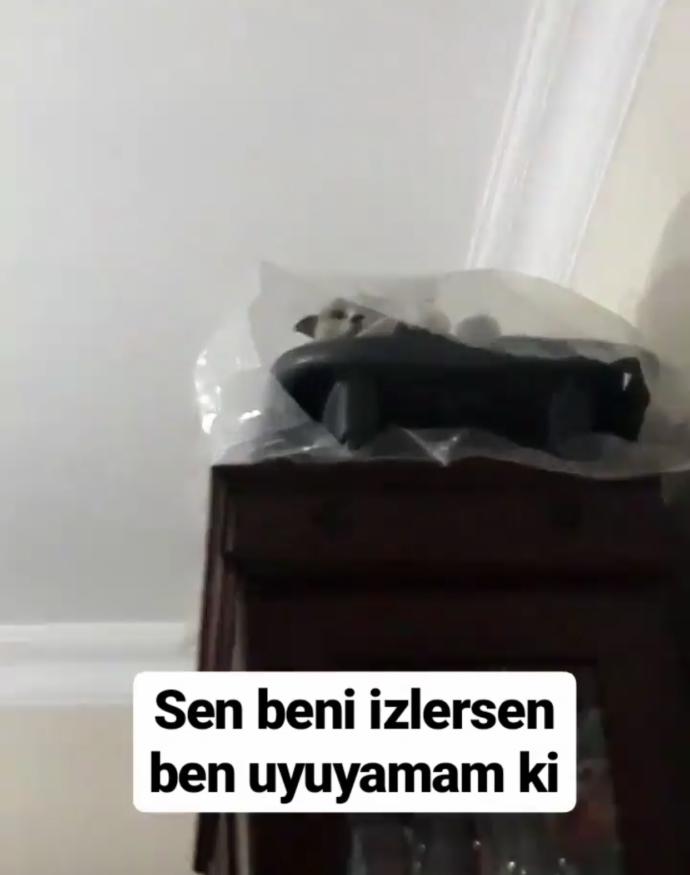 Sizin de böyle yaramaz kızınız, oğlunuz var mı sizi uyutmayan, üzerinize atlayan 😸 🐾?