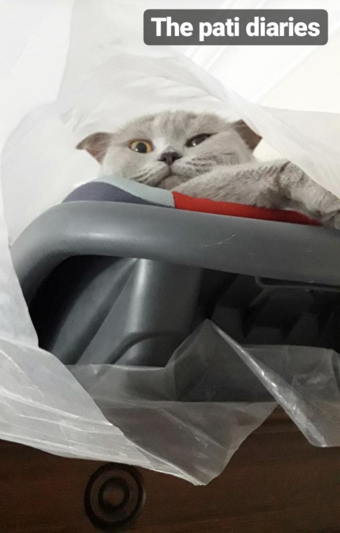 Sizin de böyle yaramaz kızınız, oğlunuz var mı sizi uyutmayan, üzerinize atlayan 😸 🐾?