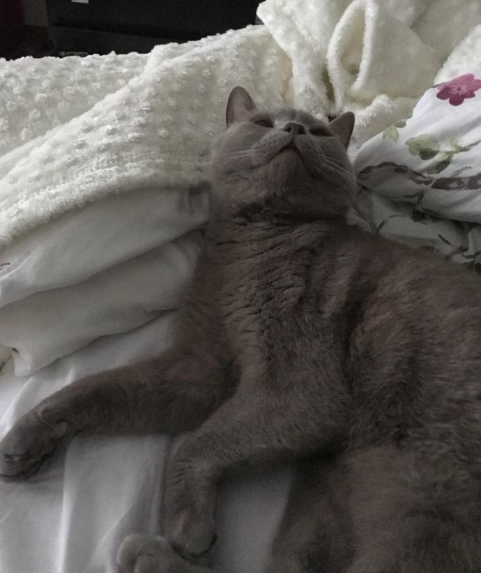 Sizin de böyle yaramaz kızınız, oğlunuz var mı sizi uyutmayan, üzerinize atlayan 😸 🐾?
