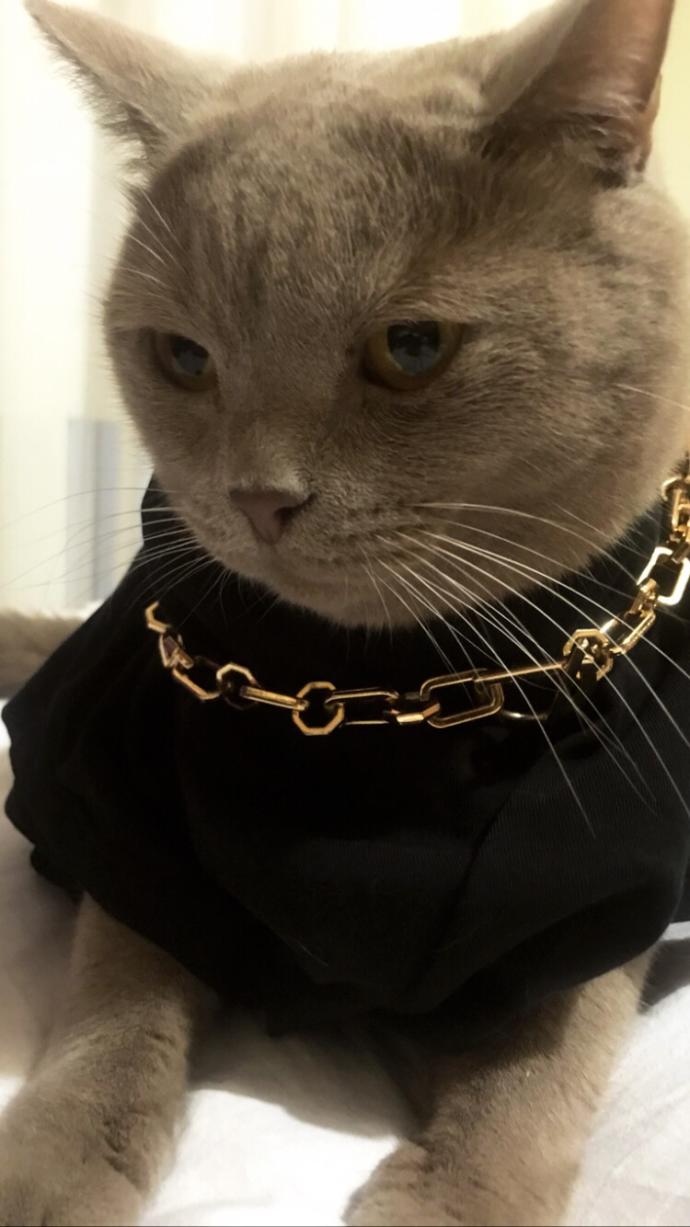 Sizin de böyle yaramaz kızınız, oğlunuz var mı sizi uyutmayan, üzerinize atlayan 😸 🐾?