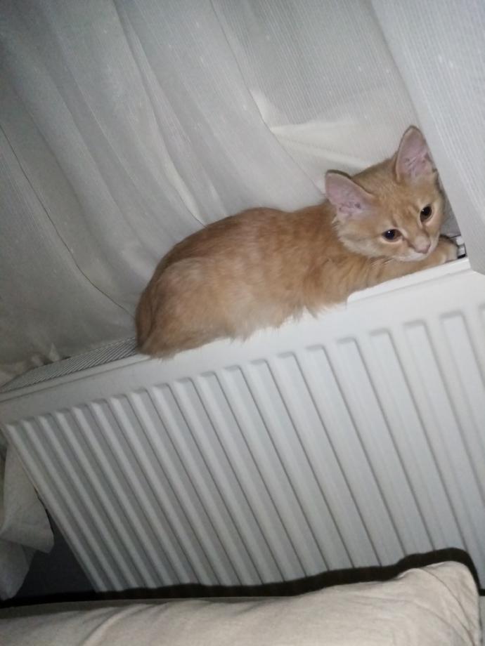 Sizin de böyle yaramaz kızınız, oğlunuz var mı sizi uyutmayan, üzerinize atlayan 😸 🐾?