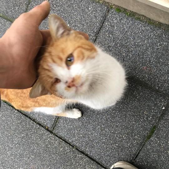Sizin de böyle yaramaz kızınız, oğlunuz var mı sizi uyutmayan, üzerinize atlayan 😸 🐾?