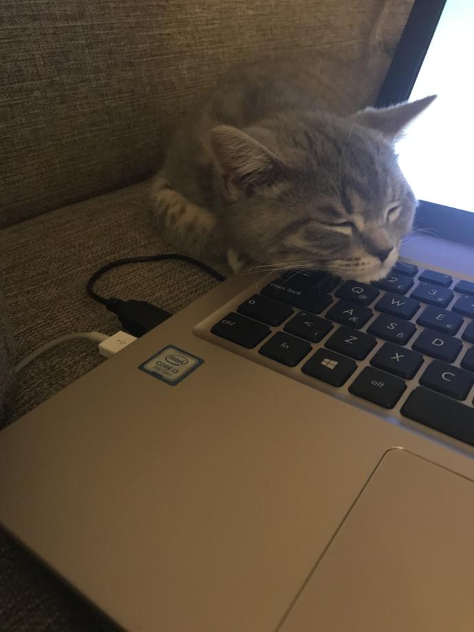 Sizin de böyle yaramaz kızınız, oğlunuz var mı sizi uyutmayan, üzerinize atlayan 😸 🐾?