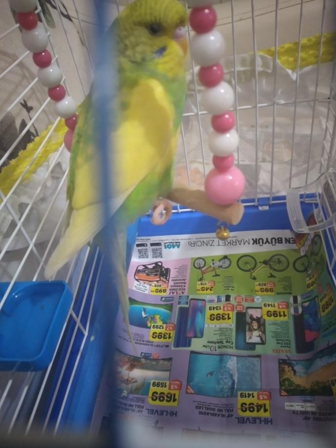 Kuşum ayağını niye böyle yapıyor?