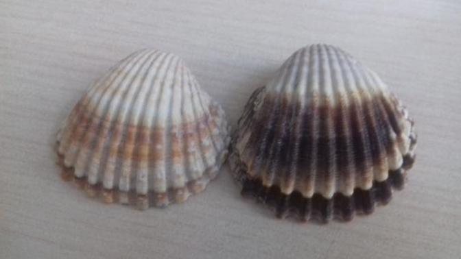 Gelecekte ki müstakbel eşime evlilik teklifi için yüzük kutusu yapıyorum! Deniz kabuğunu nasıl kutu haline dönüştürebilirim?