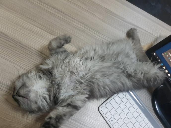Yeni sahiplendiğim bu çirkine bir isim bulalım mı arkadaşlar 😊?
