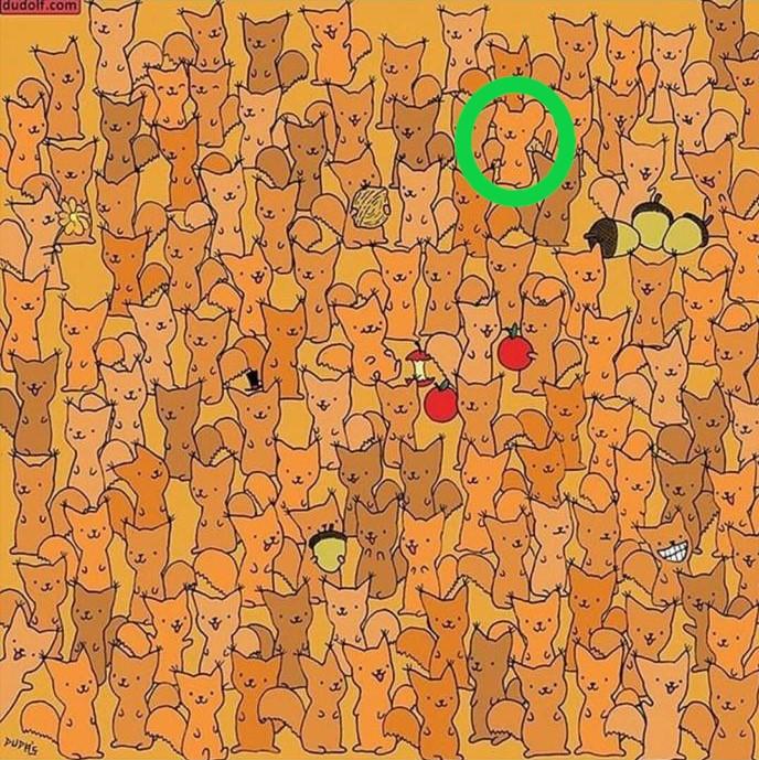 Bu kadar kedi arasından kim fareyi bulabilir?