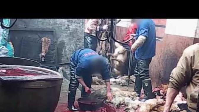 Bu video karşısın da şok olacaksınız köpeğin canlı canlı derisini yüzüyorlar kafasına vura vura öldürüyorlar ne düşünüyorsunuz?