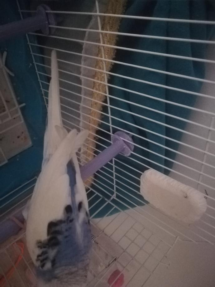 Muhabbet kuşumun kanadı böyle me yapmalıyım?