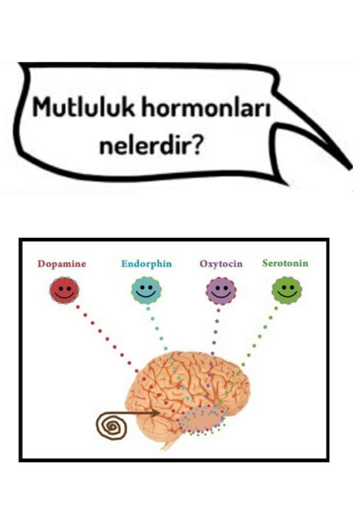 Uyku, yemek, aşk, güven, cinsellik: Ben değil, hormonlarım istiyor😴💕🍝💏💋 dediğin... Hangi hormonun etkisindesin?
