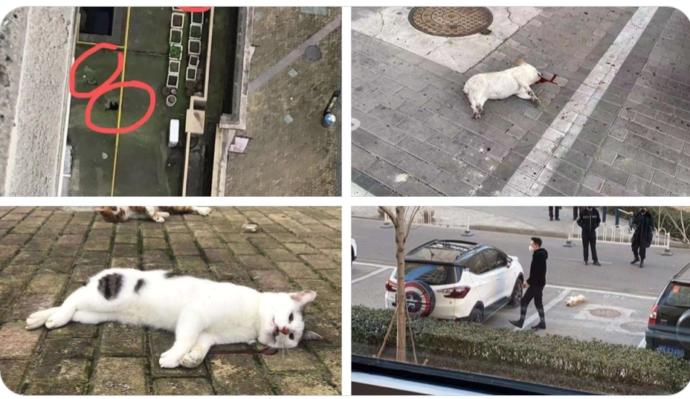 Çinliler evcil hayvanlarını virüs kapmamak için camdan atıp öldürmeye başlamışlar! Bu hangi vicdana sığar?