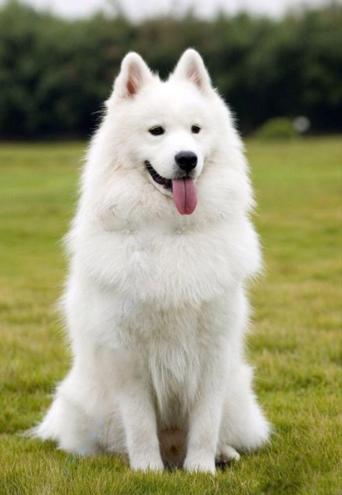 Bu köpek türü evde olurmu çok saldırganlarmı havlarlarmı?