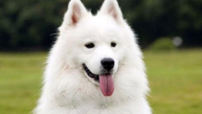 Bu köpek türü evde olurmu çok saldırganlarmı havlarlarmı?