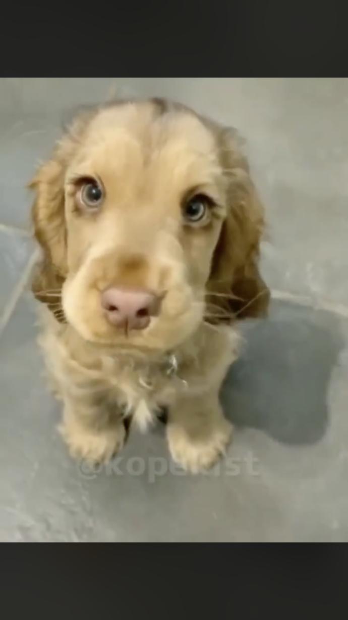 Bu köpeği nasıl bulurum?