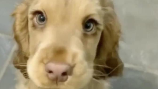 Bu köpeği nasıl bulurum?